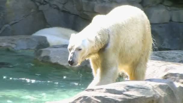 Ours polaire secouant l'eau 