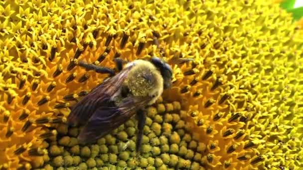 Bumble Bee on Sunflower — Stock Video