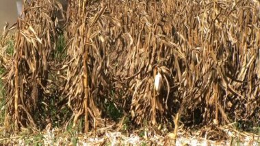 hasat Mısır birleştirmek