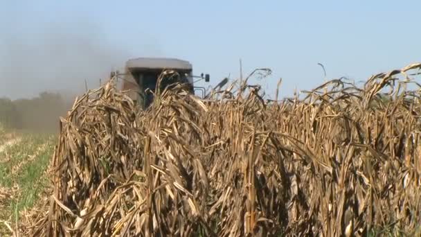 Combineren van oogsten maïs — Stockvideo