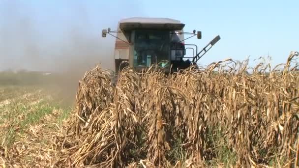 Combine Harvesting Corn — Stock Video