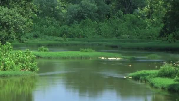 Zeitraffer im Flussbett — Stockvideo