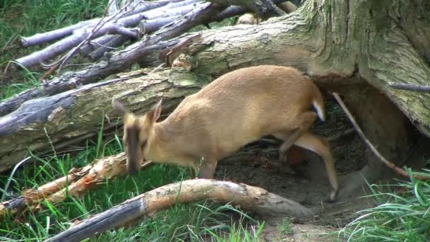 Muntjac ciervo pastoreo — Vídeos de Stock