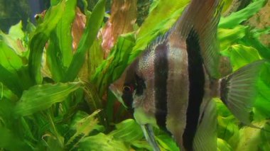 Melek balığı akvaryum