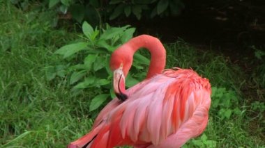 Amerikan flamingo yürüyüş