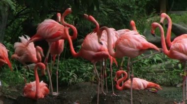 Amerikan flamingo yürüyüş