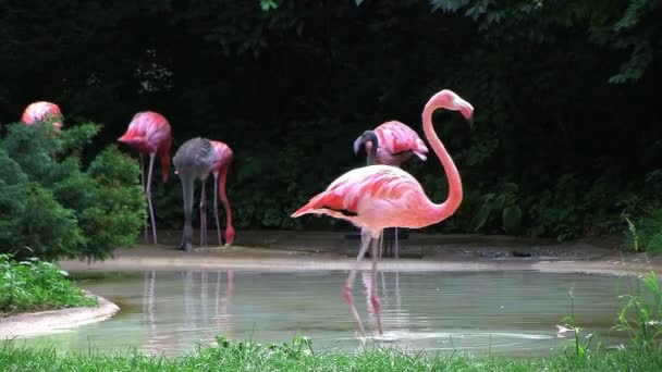 Flamingo fonó visszafelé