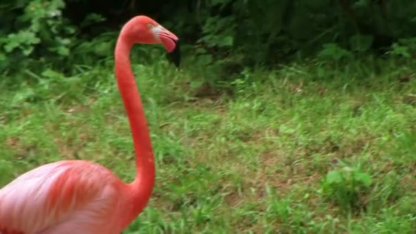 Flamingo americano caminando — Vídeo de stock