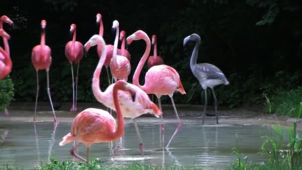 Flamingo americano caminando — Vídeo de stock