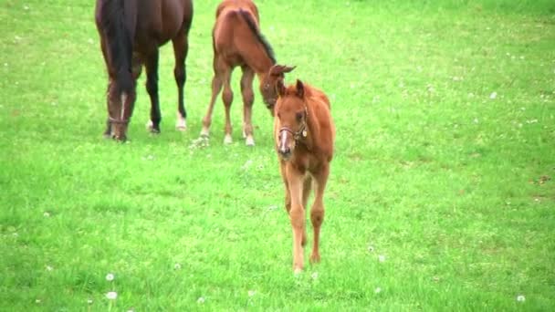 Foal Νοσηλευτικής — Αρχείο Βίντεο