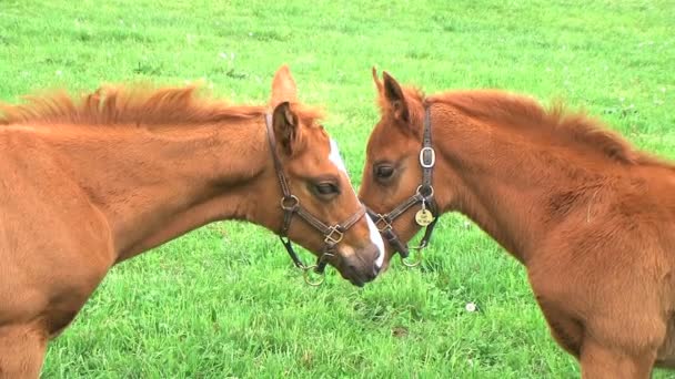 Foal Nursing — Stock Video