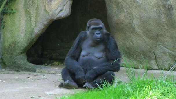 Peinlicher Gorilla — Stockvideo