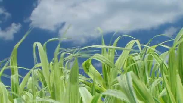 Hierba contra el cielo con nubes — Vídeos de Stock