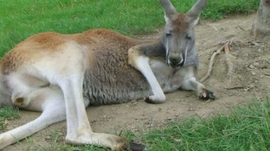 bırakmasını ve uyku kanguru