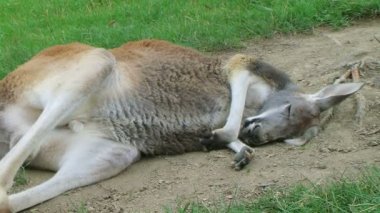 Kanguru uyku ve haddeleme