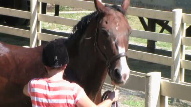 Pferd wird gepflegt — Stockvideo