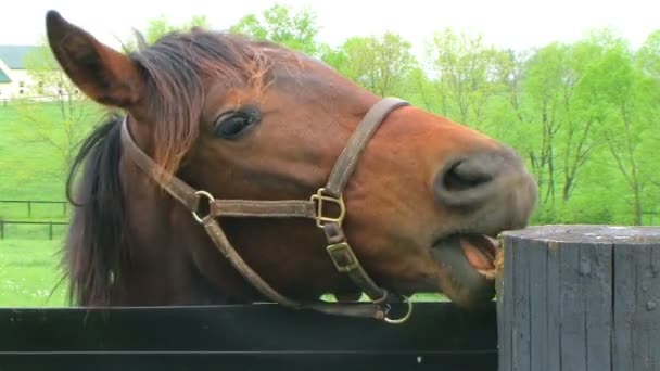 Pferd kaut auf Pfosten — Stockvideo