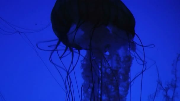 Медузы плавают — стоковое видео