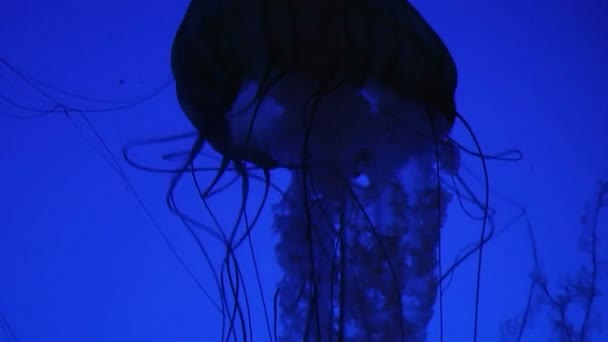 Meduse nuoto — Video Stock