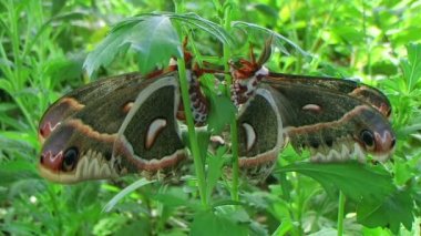 erkek cecropia güve