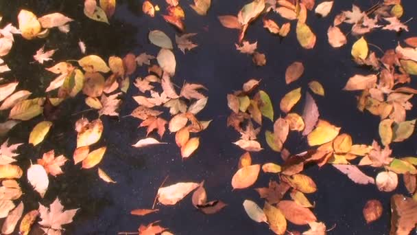 Drifting Leaves Time Lapse — Stock Video