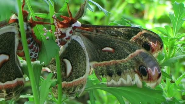 Mâle Cecropia Moth — Video