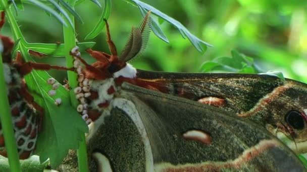 Polilla de Cecropía Masculina — Vídeos de Stock