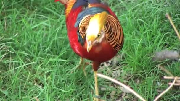 Golden Pheasant — Stock Video