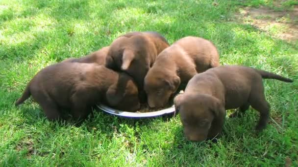 Lab pups concurreren voor de menselijke voeding — Stockvideo