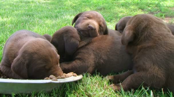 Camada de cachorros curiosos — Vídeo de stock