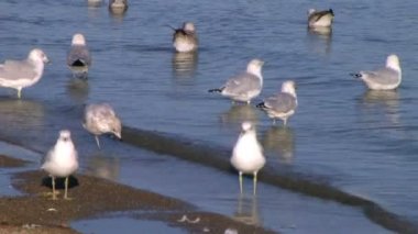 Kıyıdaki tatlısu martılar