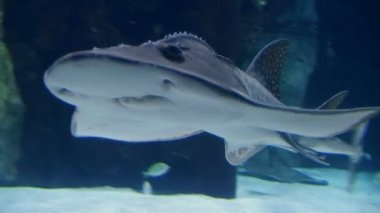 köpekbalığı ray Yüzme