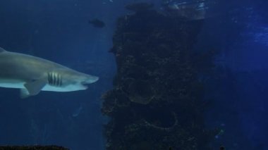 köpekbalığı ray Yüzme