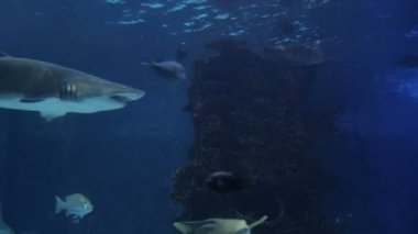 köpekbalığı ray Yüzme