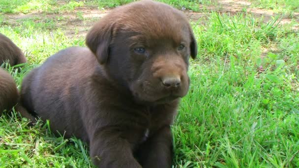 Curioso cachorro Labrador Retriever — Vídeo de stock