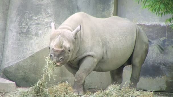 Nosorožec jíst — Stock video