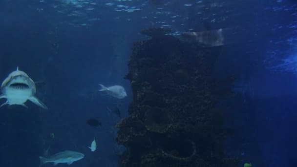 Haj ray simning — Stockvideo