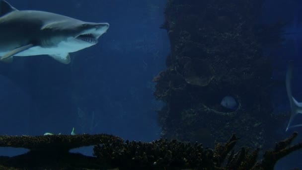 Shark Ray Natação — Vídeo de Stock
