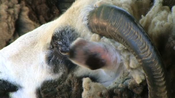 Jacob Sheep Close-up — Stock Video