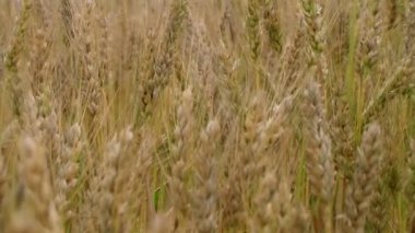 Altın buğday tarlası