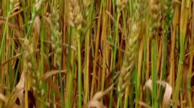 Altın buğday tarlası