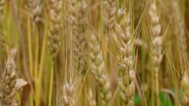 Altın buğday tarlası