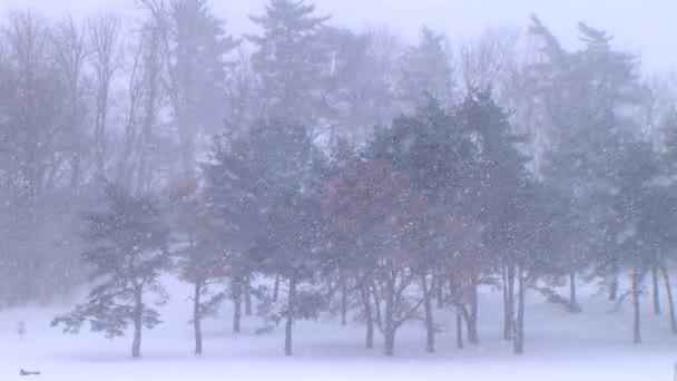 在暴风雪中的树木 — 图库视频影像