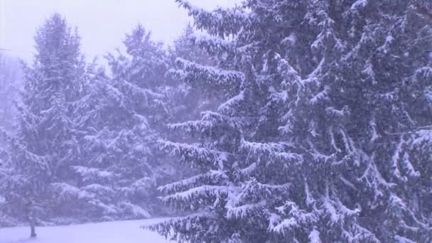 Árboles en tormenta de nieve — Vídeo de stock