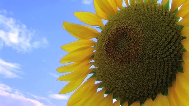 Sunflower Against Sky — Stock Video