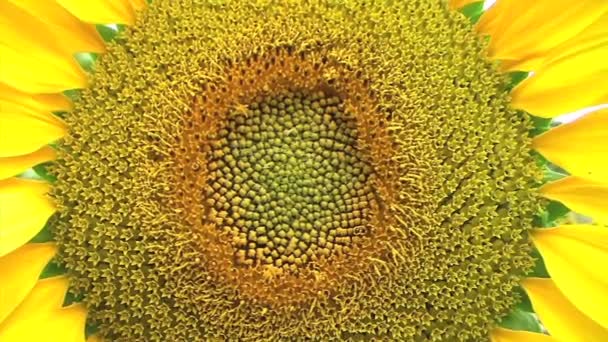 Sonnenblume gegen Himmel Stockvideo