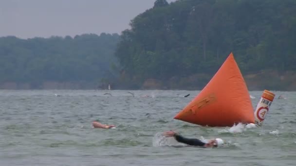 Swimmers Racing In Triathlon — Stock Video