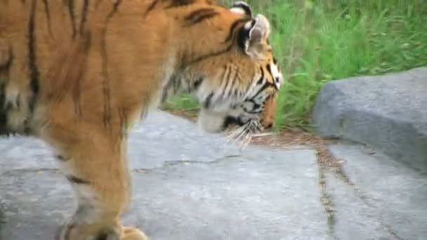 Tigre descansa en roca — Vídeo de stock