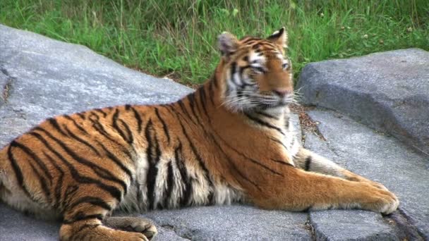 Siberian Tiger Alerted by Prey — Stock Footage Siberian Tiger Alerted by Prey Video Clip
