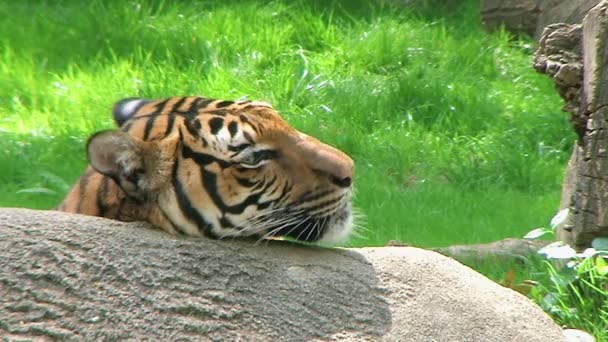 Sibirischer Tiger aus nächster Nähe — Stockvideo